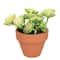 Assorted Potted Micro Succulent by Ashland&#xAE;, 1pc.
